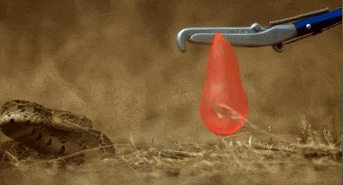 ce72b658654919595fdd6d44a75c9a6d78c193805c0a23096187fe6c6f85f807.gif
