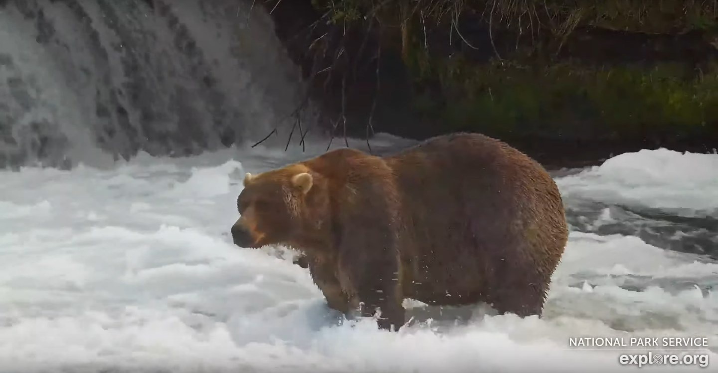 Katmai National Park's live-streaming bear cams allow viewers from around the world to observe these magnificent creatures in their natural habitat, fostering a connection to nature and encouraging support for conservation efforts. Credit: National Park Service/Explore.org