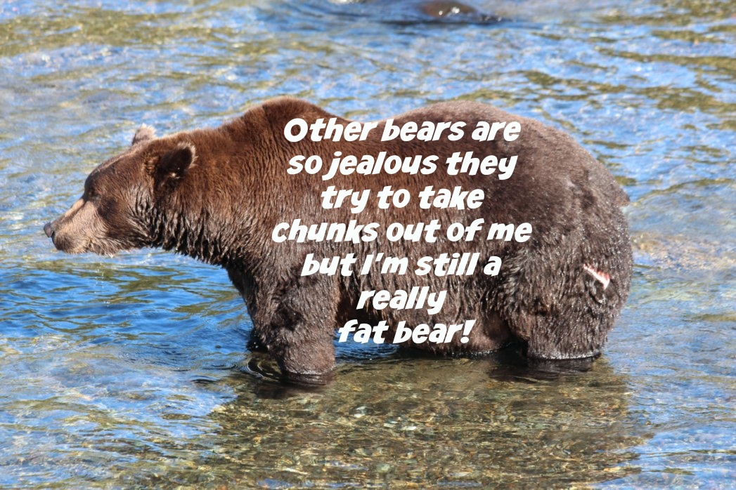 2020 Fat Bear Week | Katmai Bearcams Wiki | Fandom