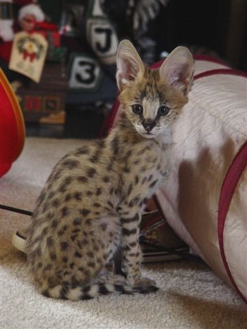 Considering a Serval Cat? Know the Risks of Having One.