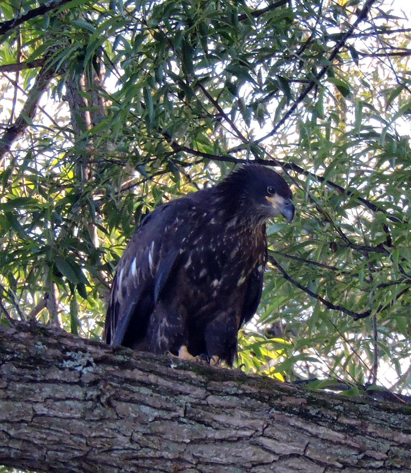 How to Identify Bald Eagles, Young and Old » Bird Watcher's Digest