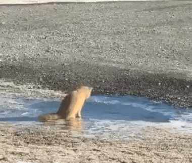 db4a29a83d57232e57119a81e269a4973c94bc7d73bf5aed0df8555ad5dcbb05.gif