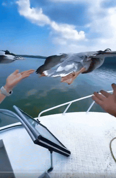 df0f215a724c48268ff0407fb9bfbf768222358e8873447a82d662c807292de5.gif