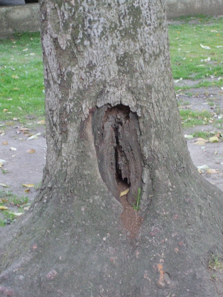 Imagen de Disqus