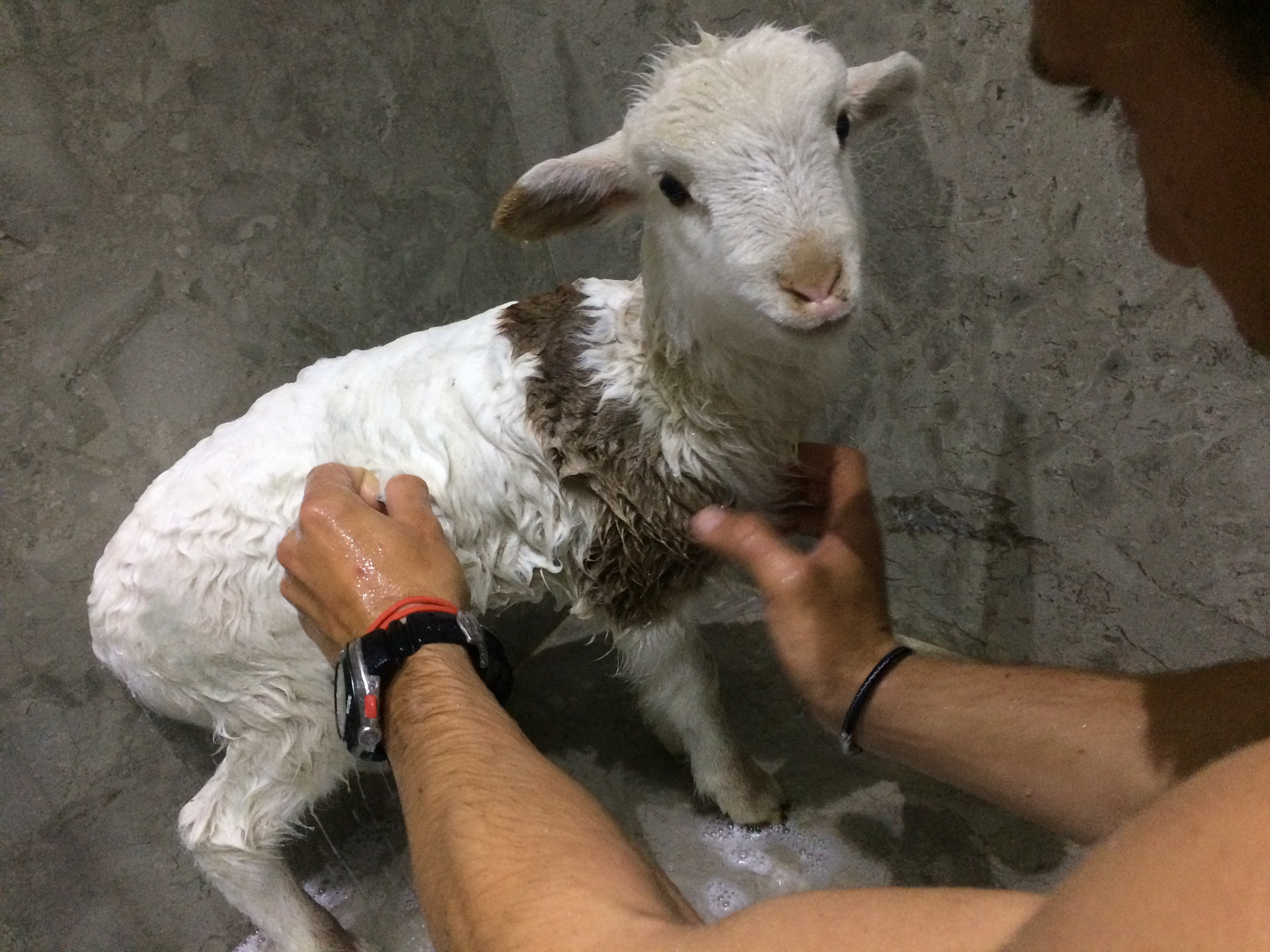 Lambs as Pets Great Companions or BAAD Idea? Petful