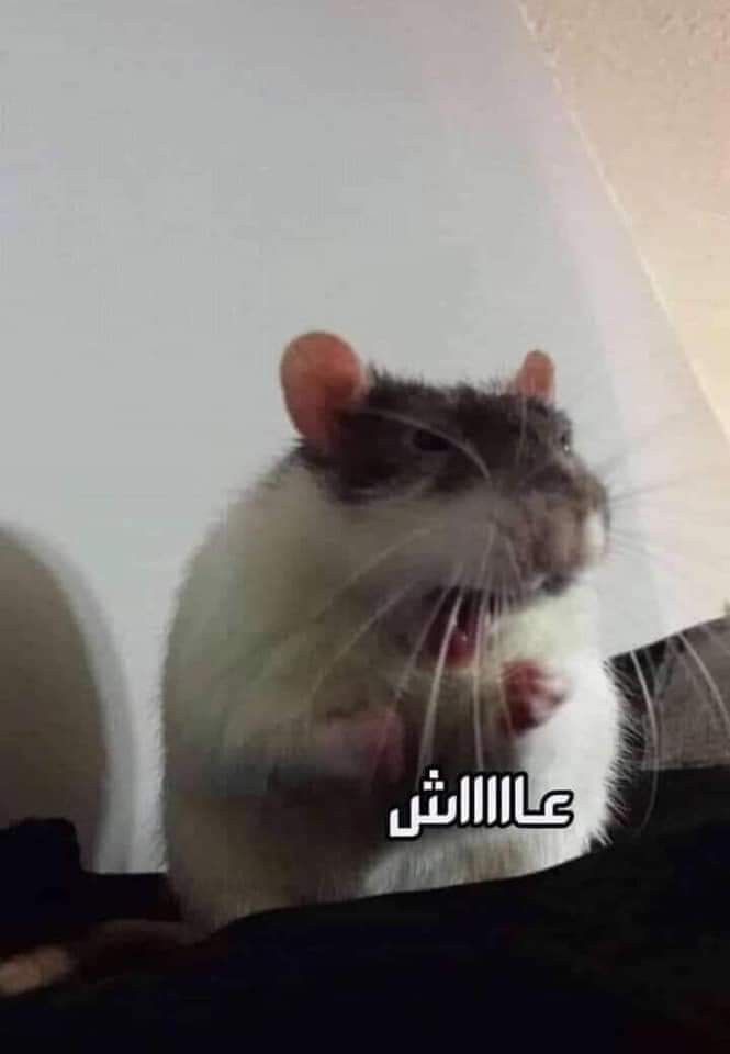 comment image