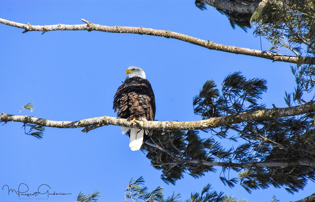 How To Identify Bald Eagles, Young And Old » Bird Watcher's Digest