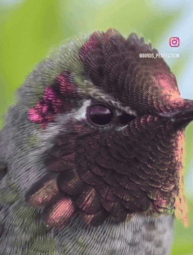 ffaa92733c330ab93b1daea72459a1ea6f7072efcf9623bec12ea34b7d528896.gif